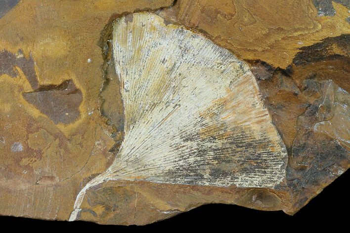 Fossil Ginkgo Leaf From North Dakota - Paleocene #136081